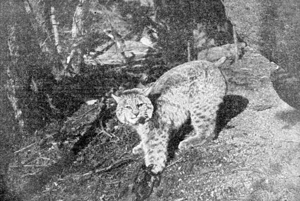 The Wildcat, or Bay Lynx.